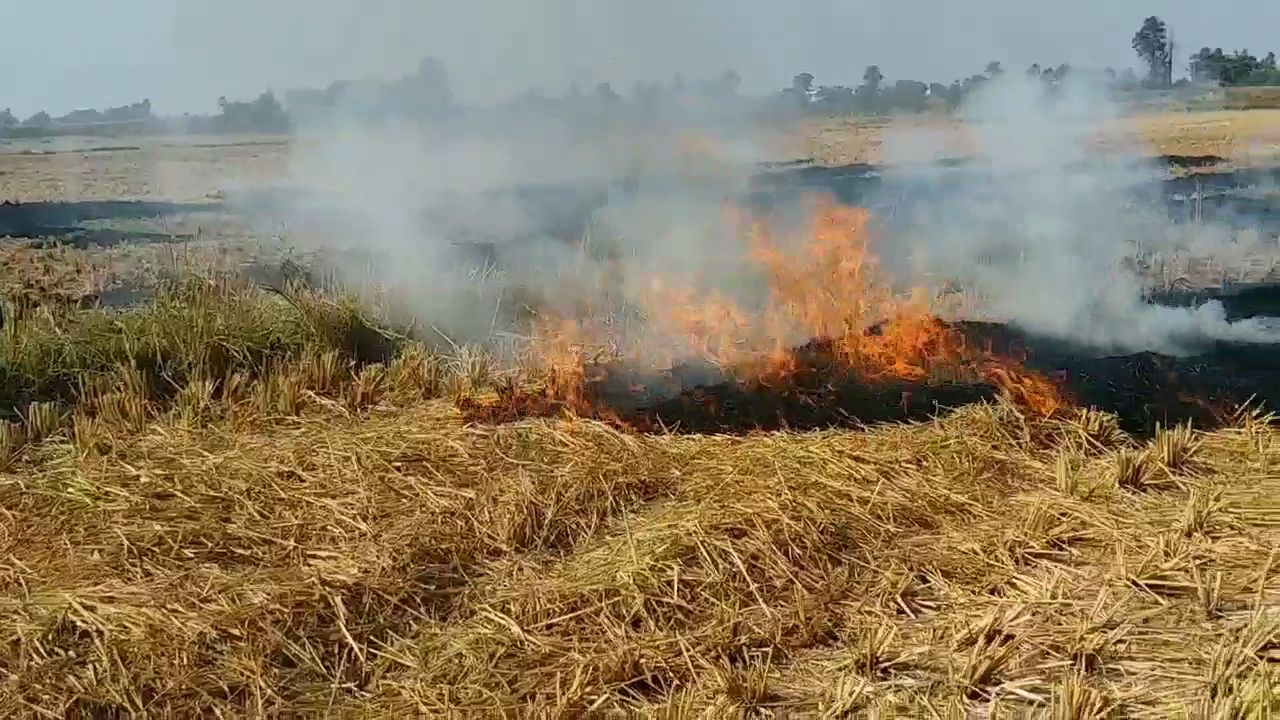 BURNING PADDY HARVEST IN PATNA