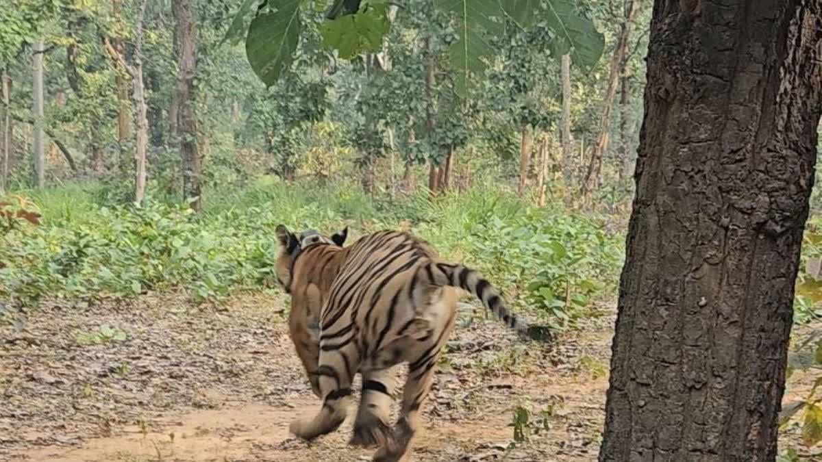 Tiger caught from Kasdol