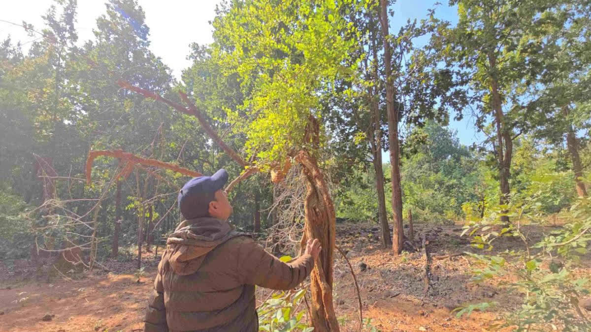 plant-named-randia-dumetorum-or-thanela-laughs-when-tickled-in-ramnagar-nainital-forest