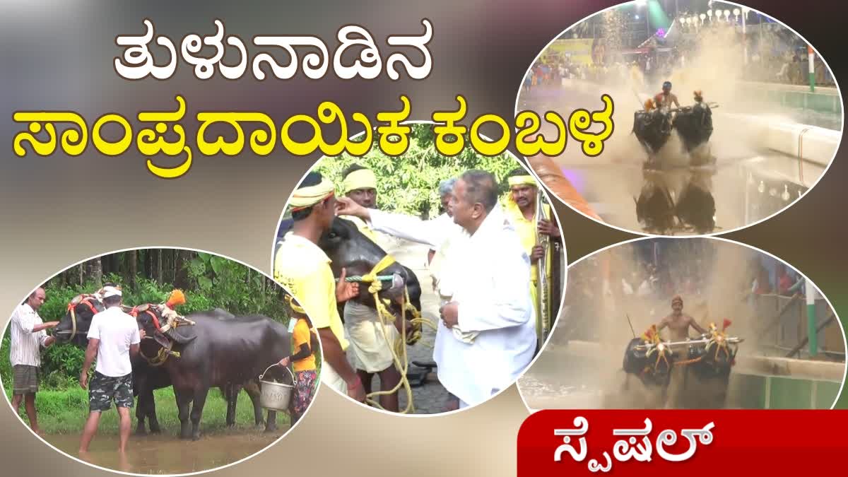 Traditional Kambala in Tulunad