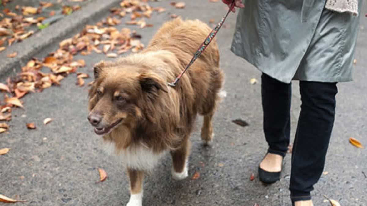 VIRAL INFECTION DOGS  വളര്‍ത്ത് നായകളില്‍ വൈറസ് രോഗം  പ്രതിരോധ കുത്തിവയ്പ്പ്‌  PET DOGS VIRAL INFECTION