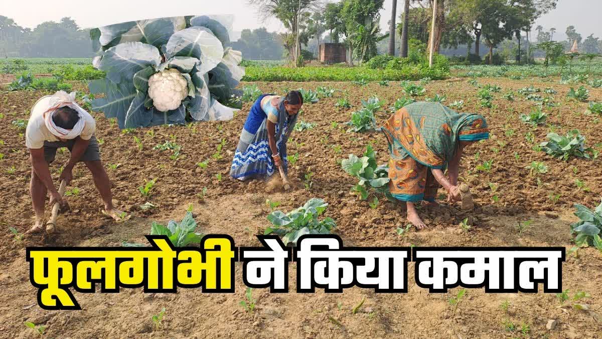 cauliflower cultivation in gaya