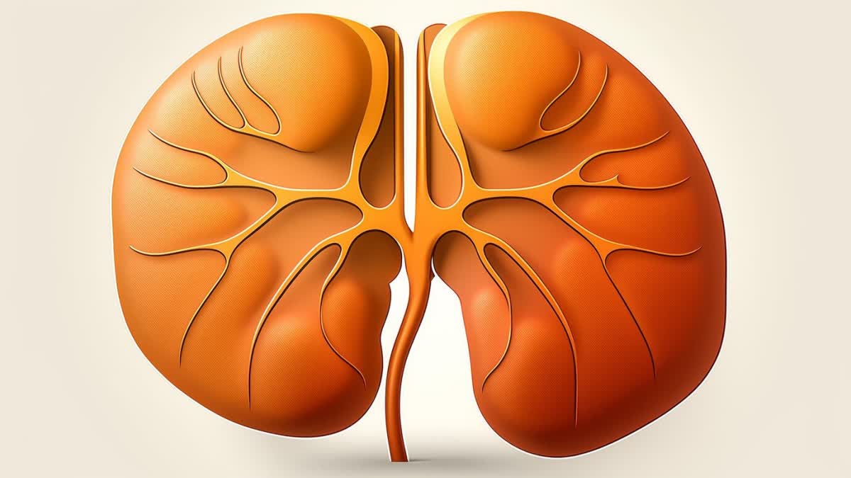 COMMON HABITS THAT DAMAGE KIDNEYS  WHAT DAMAGES KIDNEYS THE MOST  വൃക്കകളെ തകരാറിലാക്കുന്ന ശീലങ്ങൾ  KIDNEY DISEASES