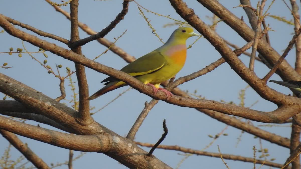 BIRD VILLAGE  പക്ഷിഗ്രാമം കിദൂർ  E BIRD  BIRDS IN KIDOOR