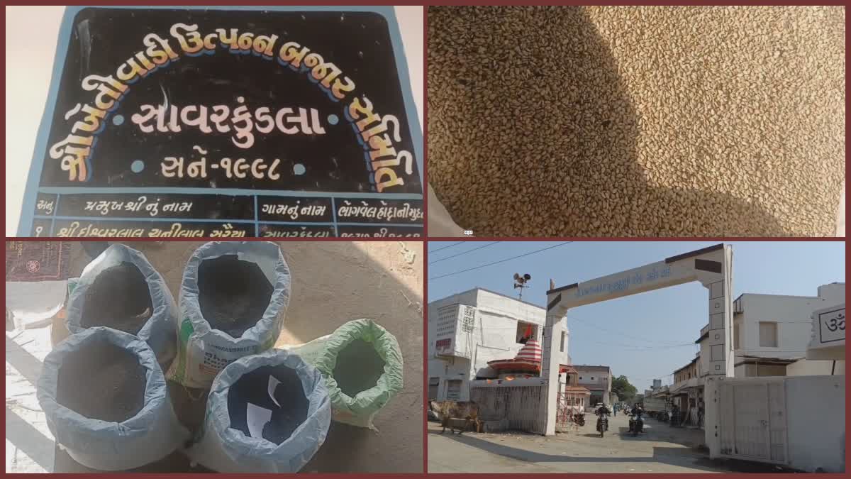 સાવરકુંડલા માર્કેટીંગ યાર્ડમાં તલની આવક