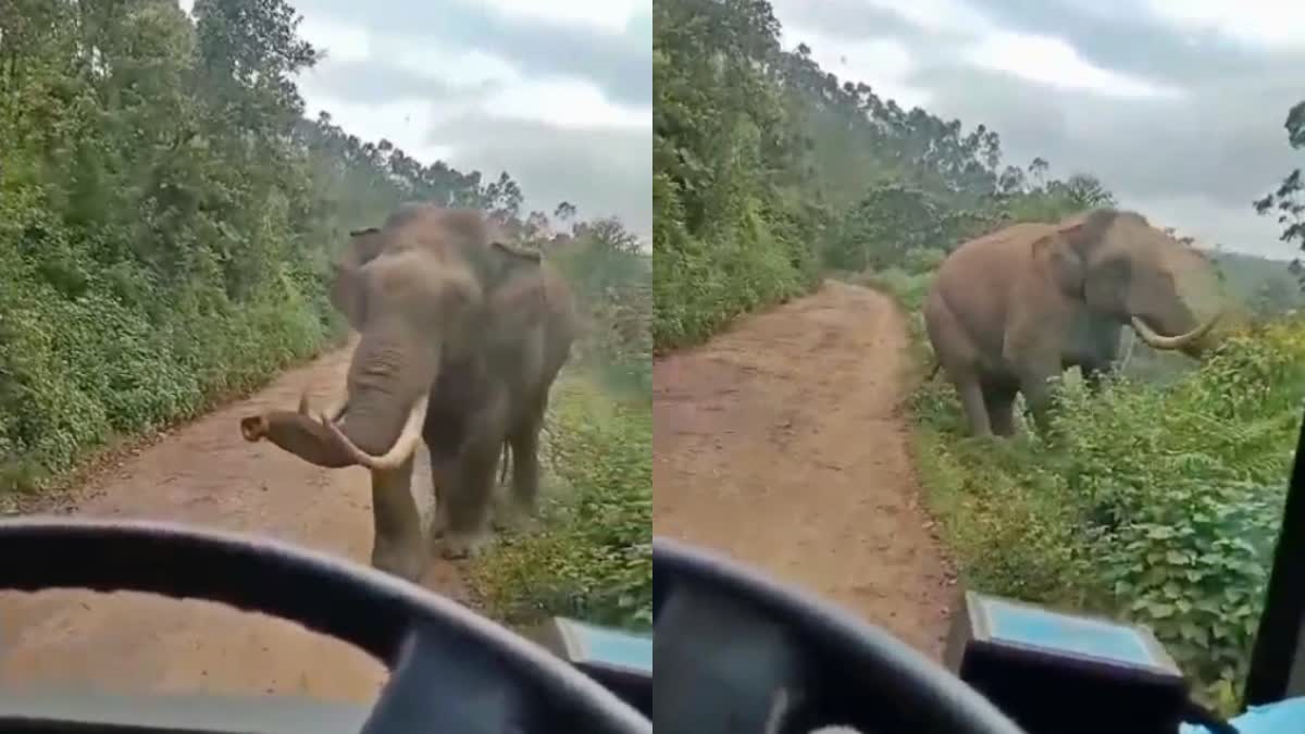 WILD ANIMAL ATTACK IN IDUKKI  WILD LIFE ISSUE IDUKKI  WILD TUSKER PADAYAPPA  LATEST NEWS IN MALAYALAM