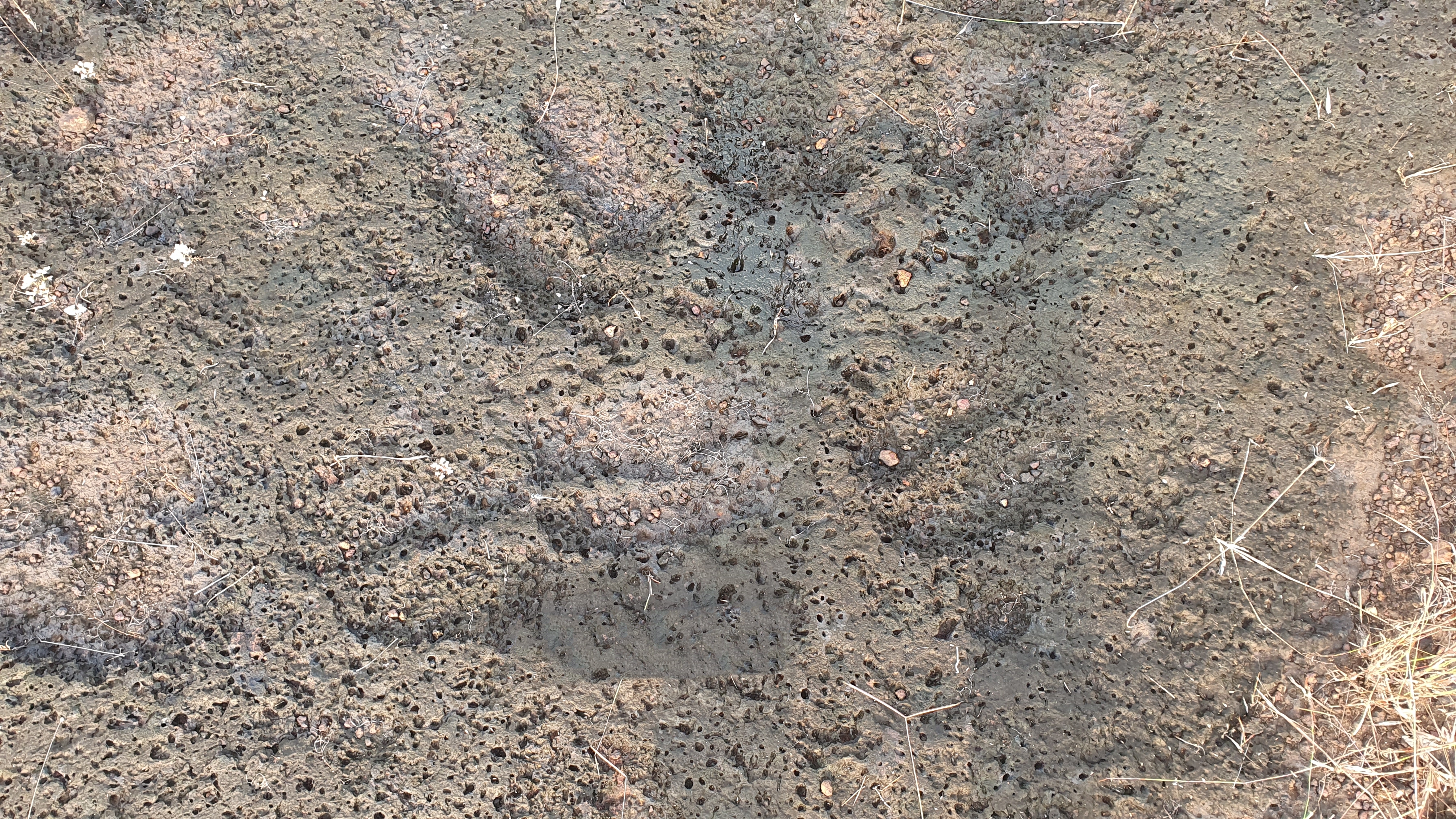 മഹാശിലാ സംസ്‌കാരം കാസർകോട്  MEGALITHIC CULTURE  PETROGLYPH OF SNAKE IN KASARAGOD  കാസർകോട് ചെങ്കല്ലറകൾ