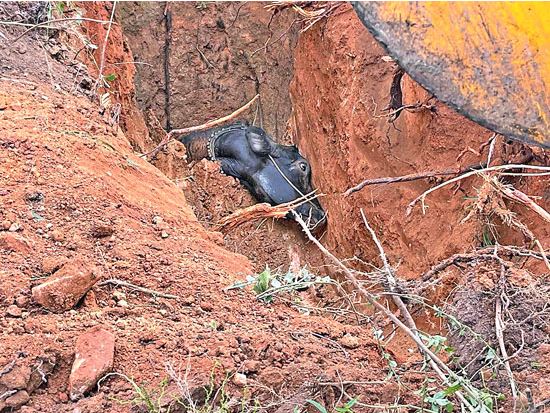 cow-rescued-from-well