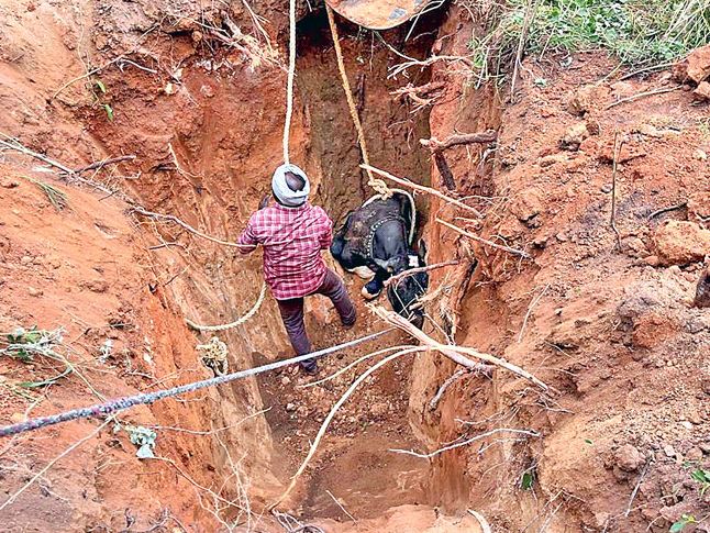 cow-rescued-from-well