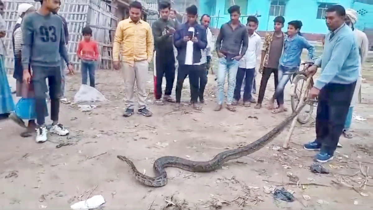 python in Bagaha