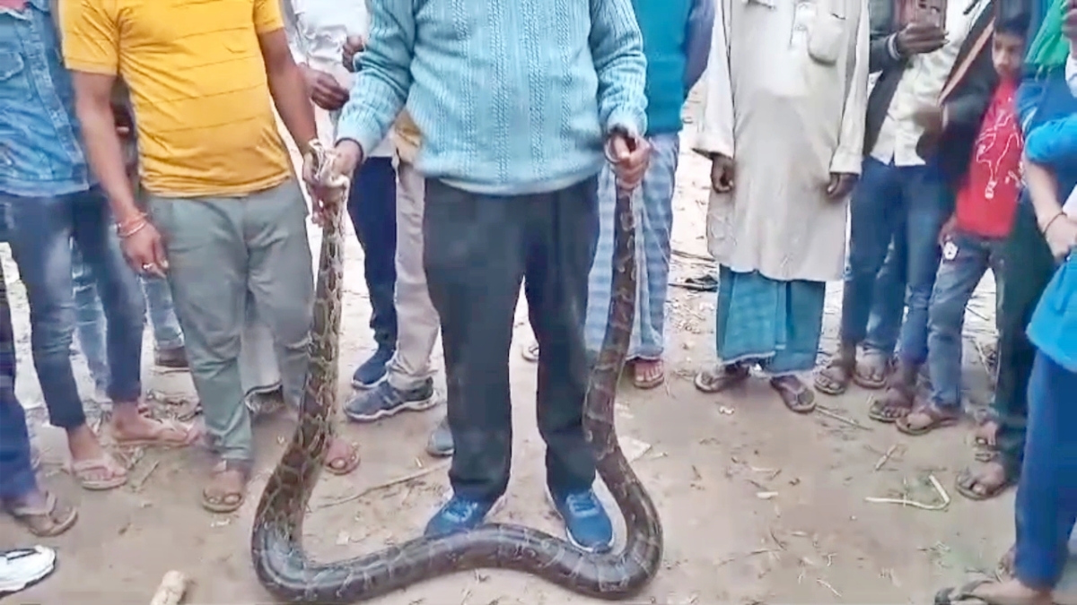 python in Bagaha