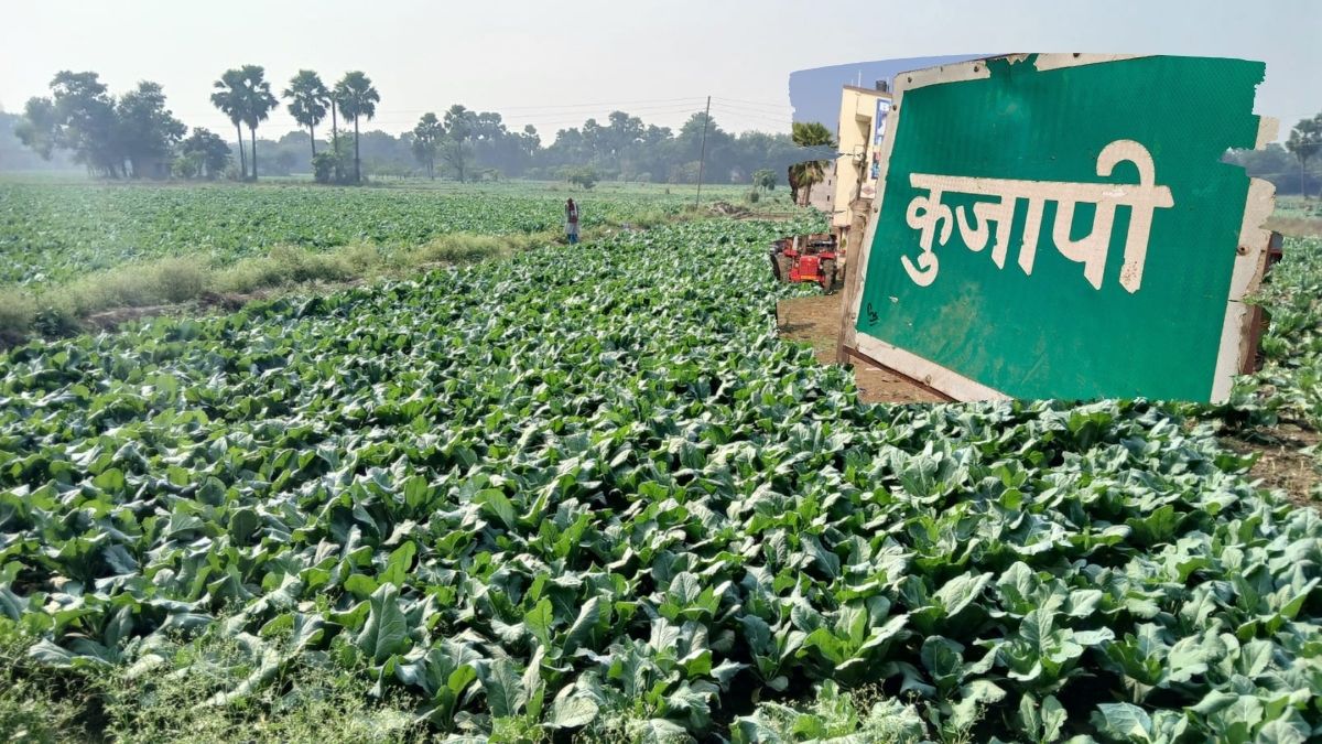 cauliflower cultivation in gaya