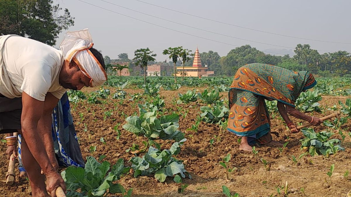 cauliflower cultivation in gaya