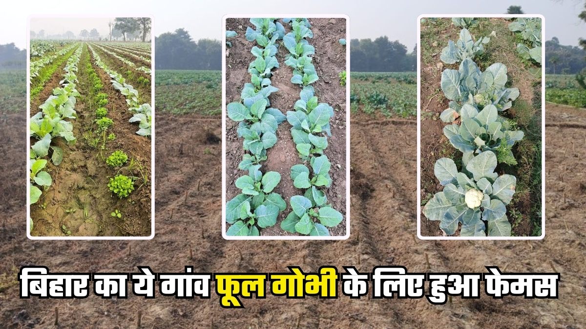 cauliflower cultivation in gaya