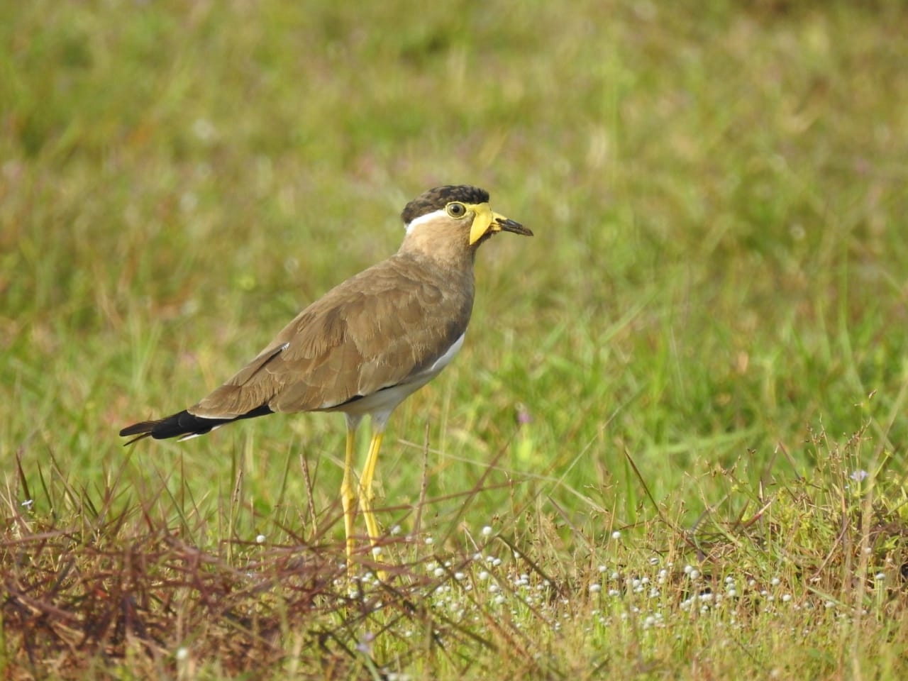 BIRD VILLAGE  പക്ഷിഗ്രാമം കിദൂർ  E BIRD  BIRDS IN KIDOOR