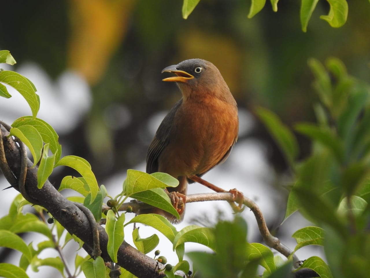 BIRD VILLAGE  പക്ഷിഗ്രാമം കിദൂർ  E BIRD  BIRDS IN KIDOOR