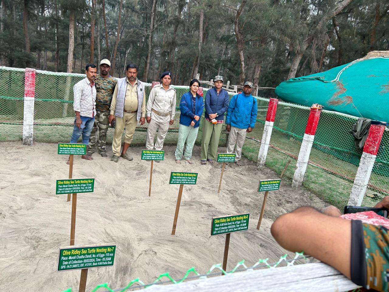 A Conservation Journey Begins As Olive Ridleys Arrive In Odisha Coast