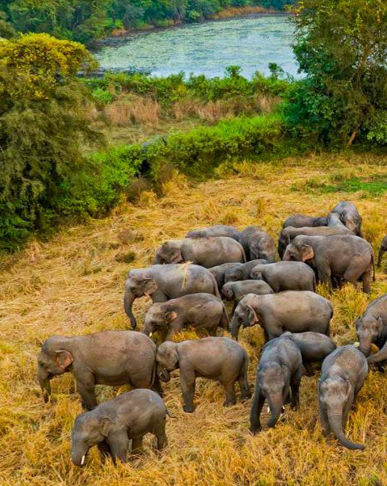 Winter Elephant Census In Odisha