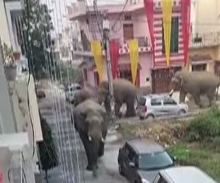 Elephant in Haridwar