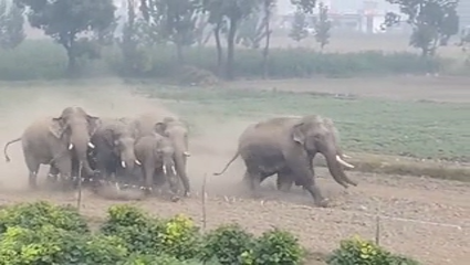 Elephant in Haridwar