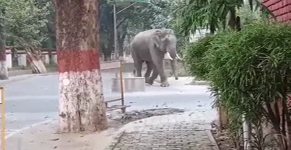 Elephant in Haridwar