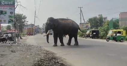 Elephant in Haridwar