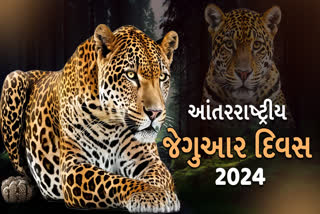 જેગુઆરના સંરક્ષણની જરૂરિયાત પર પ્રકાશ પાડવાનો દિવસ