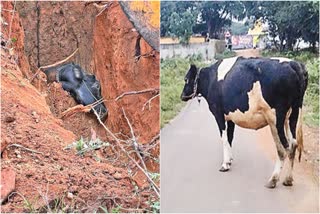 cow_rescued_from_well