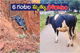 Villagers Saved The Cow That Fell Into The Well