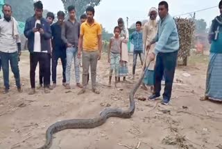 python in Bagaha