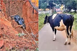 cow-rescued-from-well