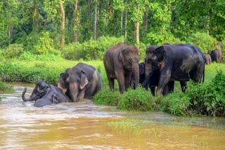 யானைகள் கோப்புப்படம்