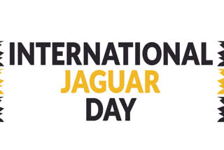 International Jaguar Day: Highlighting Growing Dangers To Jaguars, Urgent Need For Their Protection