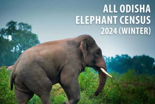 Elephant Census 2024