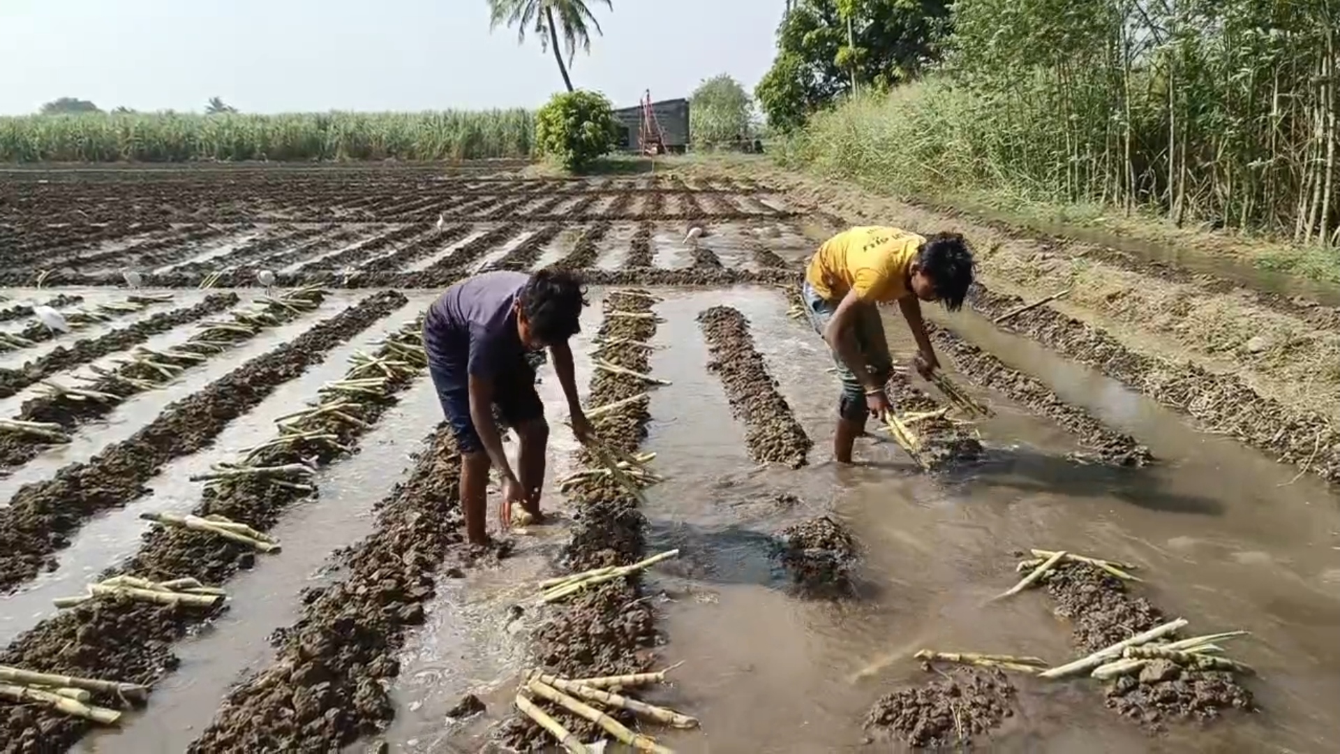 શેરડીનું ખેતરો