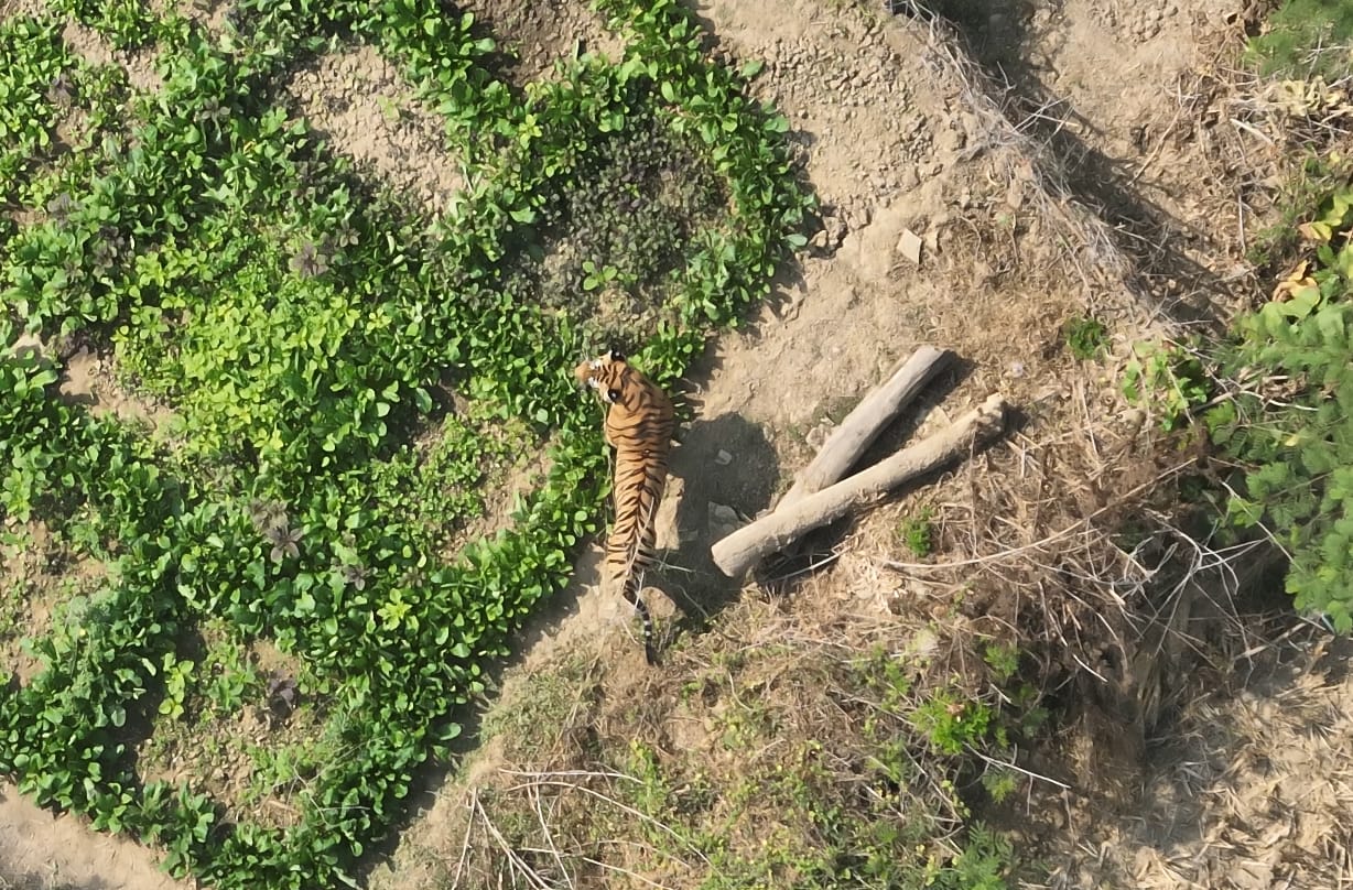 Tiger caught from Kasdol