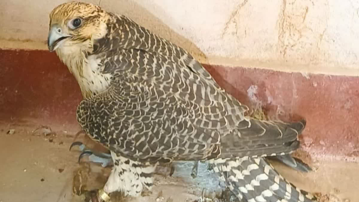 BSF CAUGHT HUNTING EAGLE FROM PAKISTAN