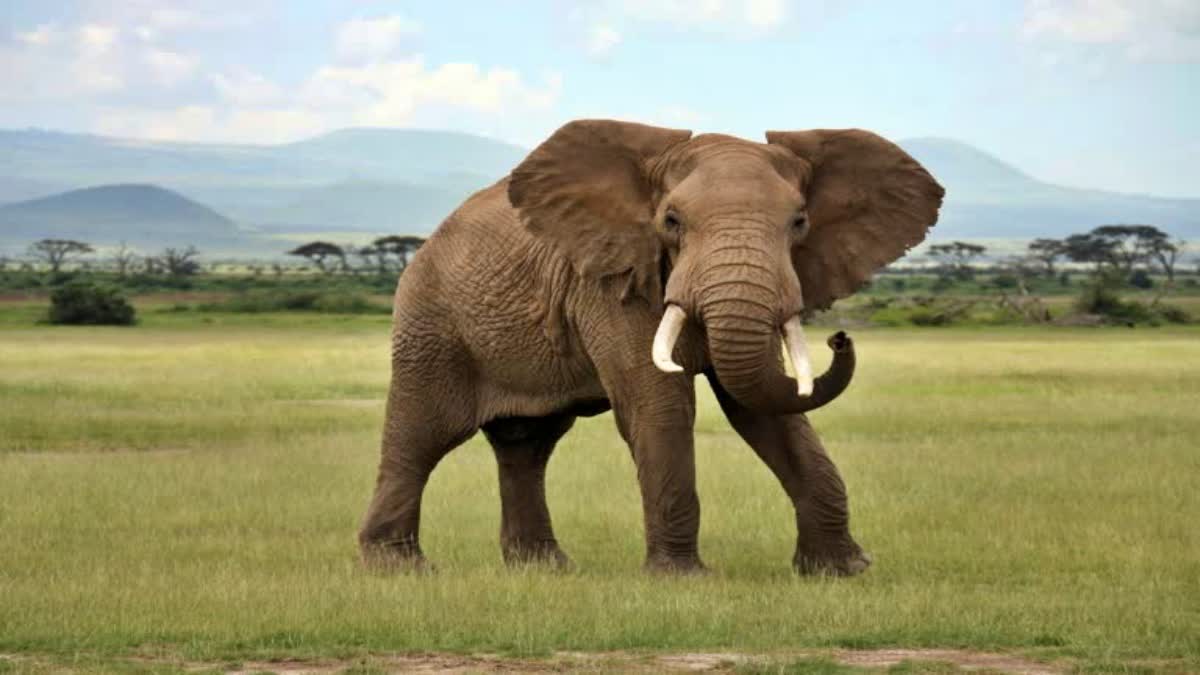 Elephant dead body found