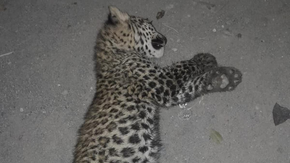 Leopard cub crushed to death by unknown vehicle in Haryana's Yamunanagar