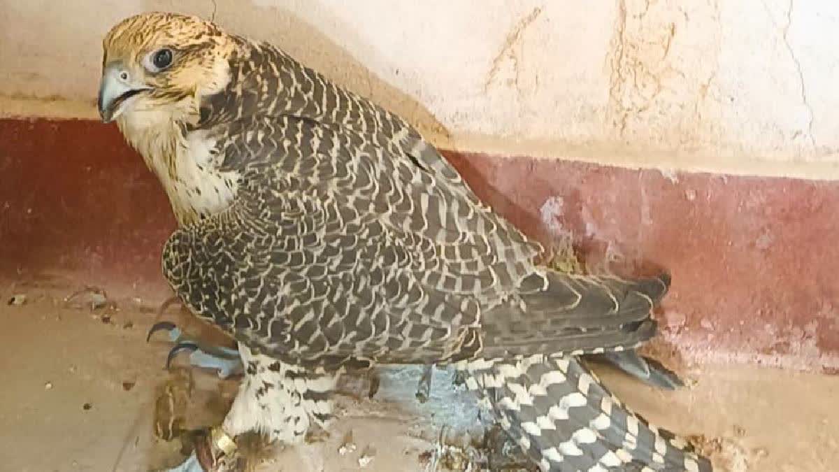 bsf-catches-trained-eagle-from-pakistan-in-jaisalmer