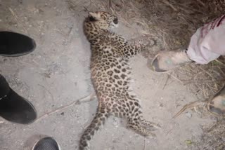 Vehicle Crushed Leopard Yamunanagar