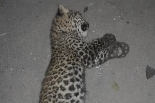 Leopard cub crushed to death by unknown vehicle in Haryana's Yamunanagar