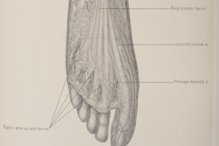 Fascia is a thin casing of connective tissue that surrounds and holds every organ, blood vessel, bone, nerve fiber and muscle in place, but it yet remains the most neglected part of our body.