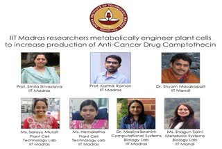 iit madras researchers plan to increase production of anti cancer drug camptothecin