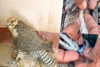 bsf-caught-hunting-eagle-on-indo-pak-border-ring-in-its-claws