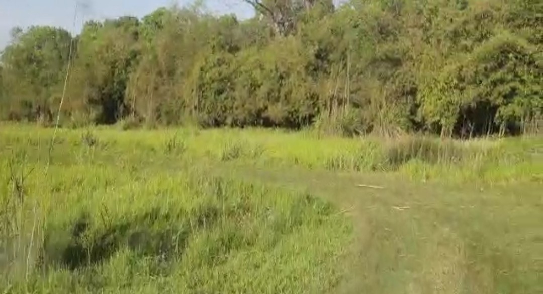 forest In Uttarakhand