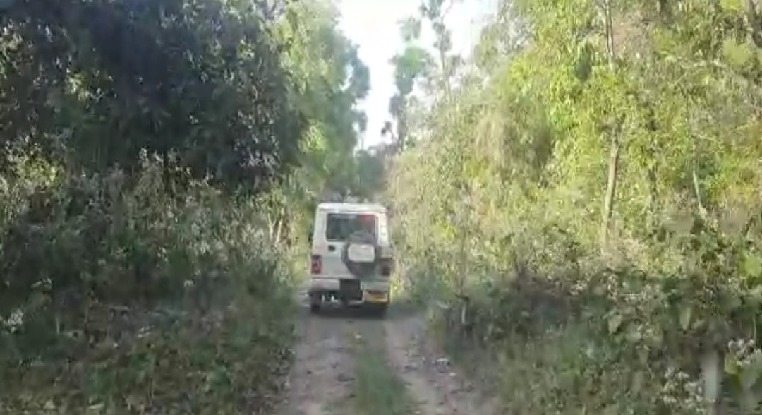 forest In Uttarakhand