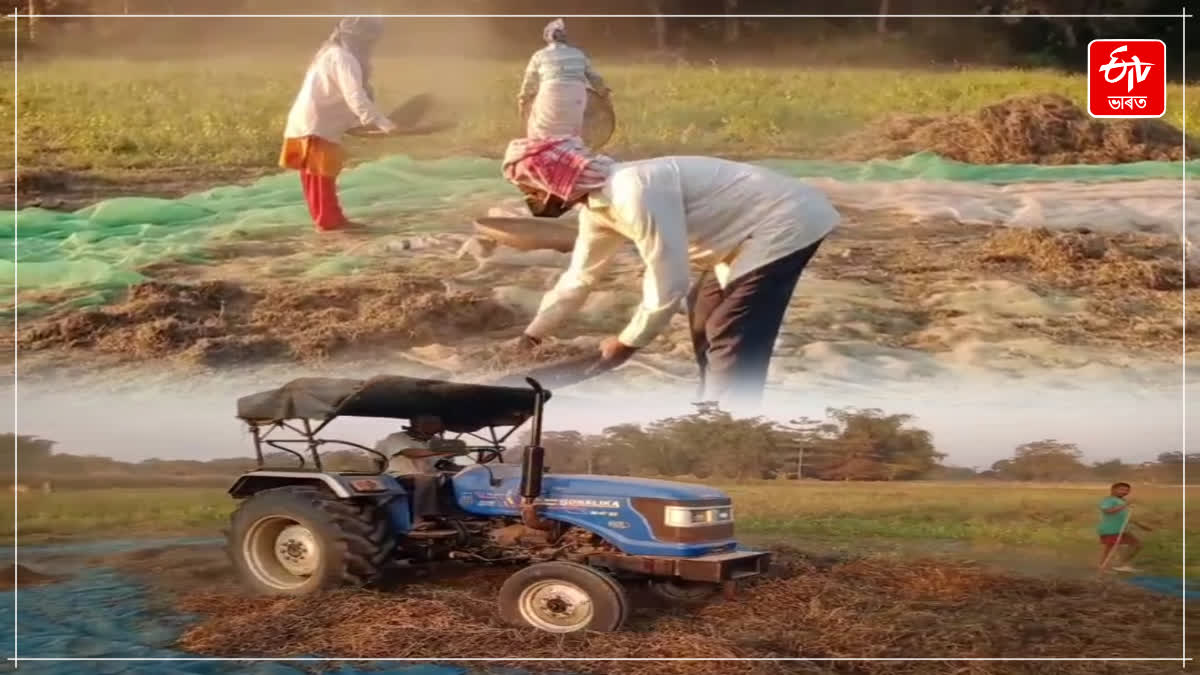 pulses cultivation in Dhemaji