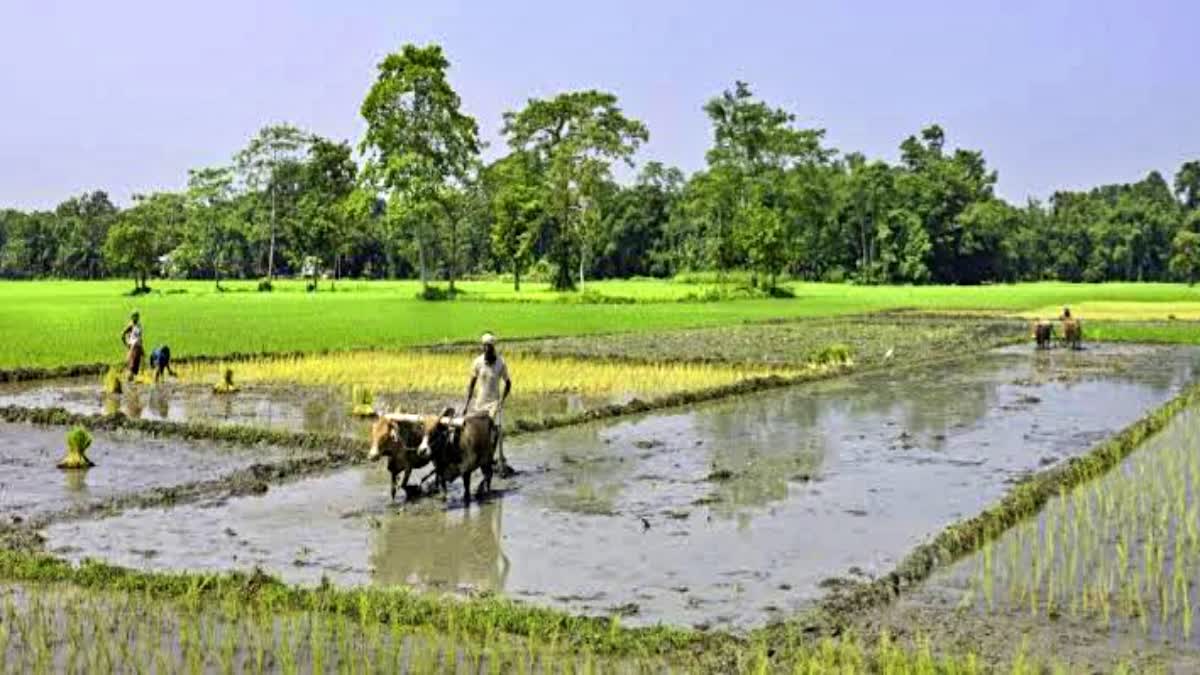 Paddy cultivation