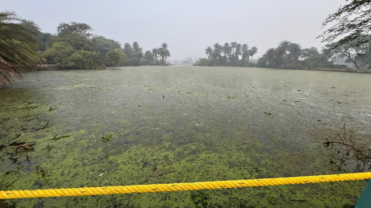 Algae in ponds of Ghana